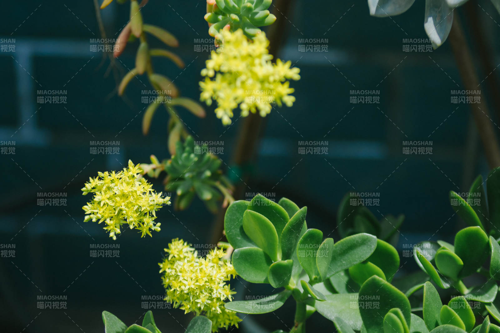 多肉植物的黄色花朵图片