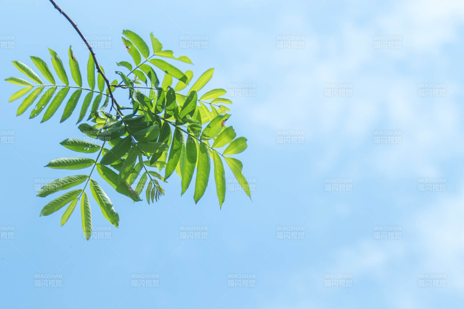 绿叶映蓝天 清新自然景图片