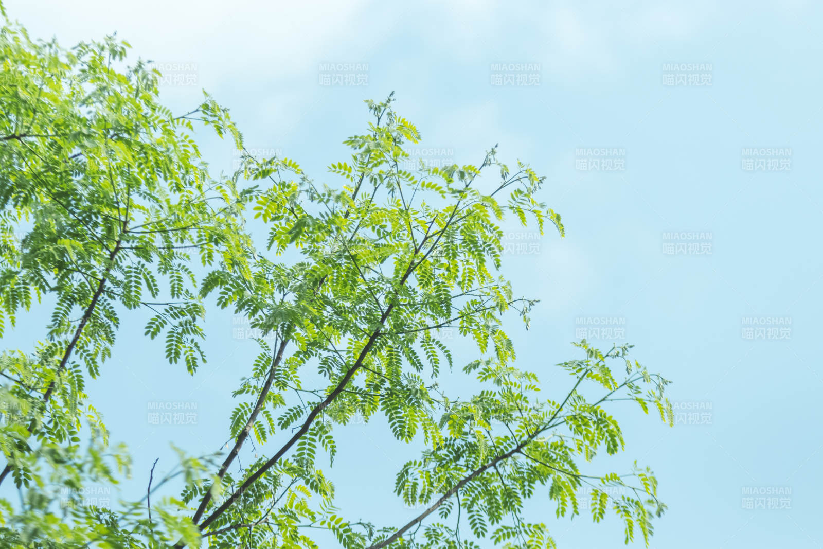 绿叶蓝天 清新自然图片