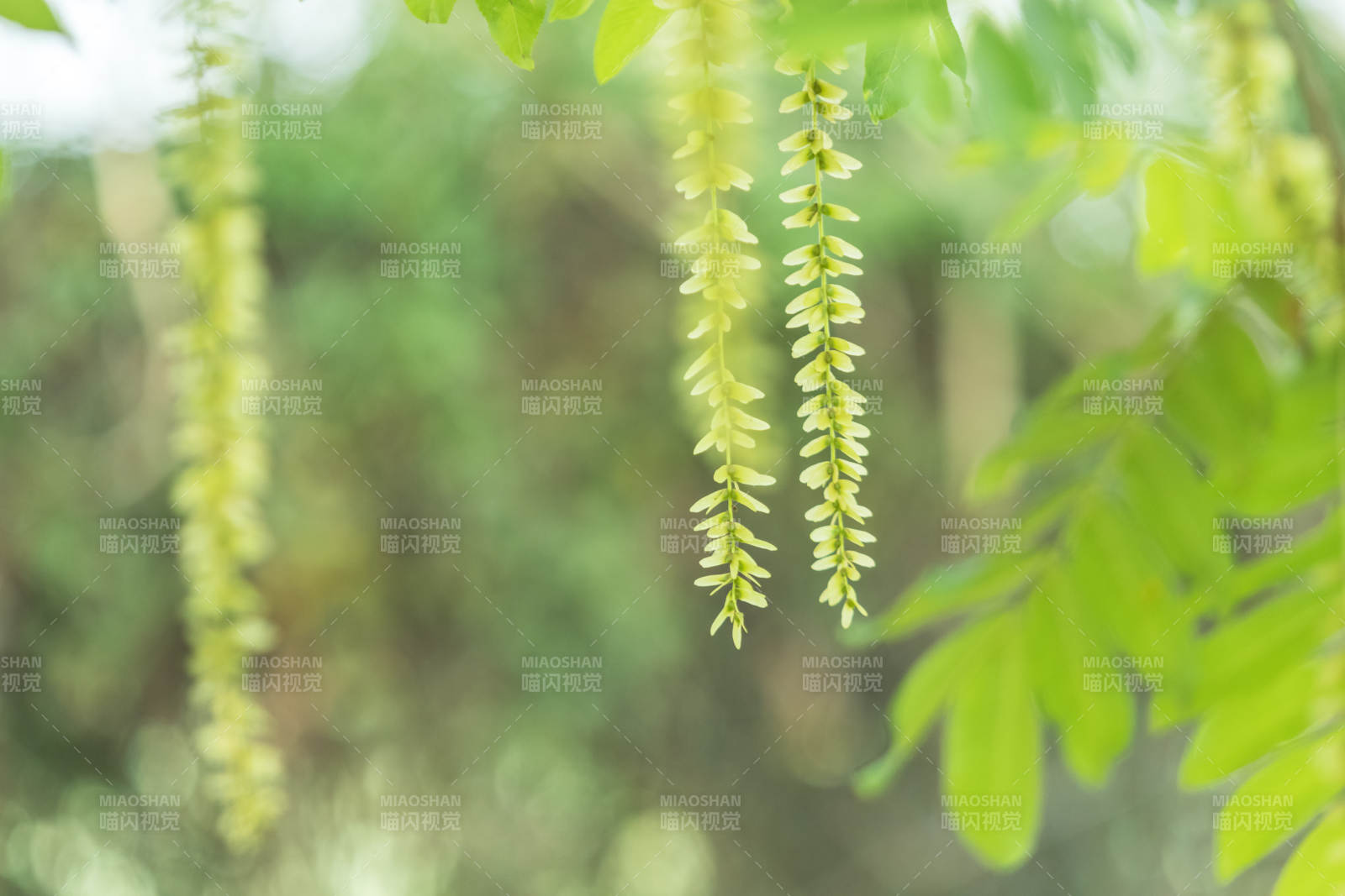 绿叶垂穗 春意盎然图片