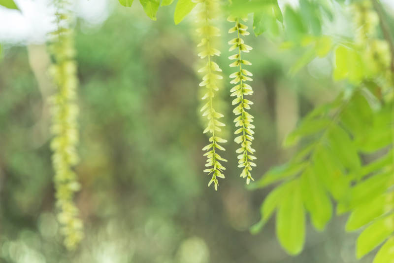 绿叶垂穗 春意盎然图片