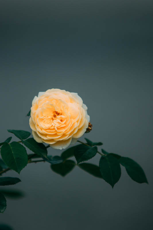 淡雅黄月季花静谧绽放图片