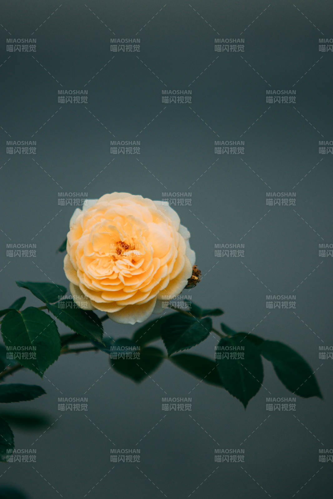 淡雅黄月季花静谧绽放图片