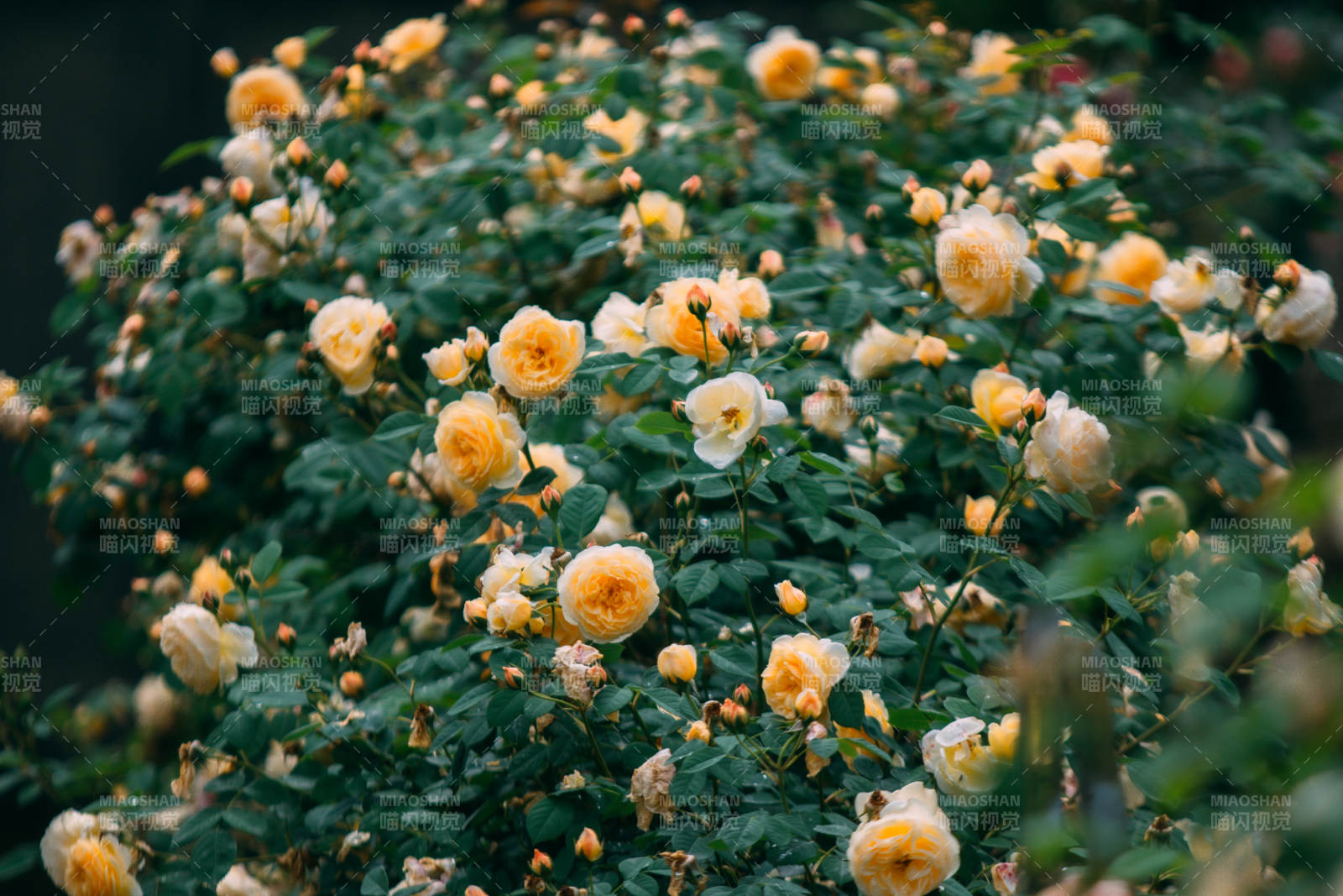 金黄月季绽放枝头图片