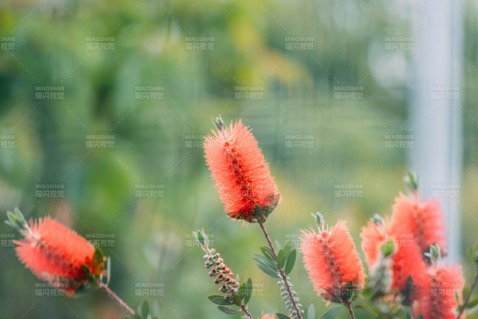 橙色花簇 自然之美图片