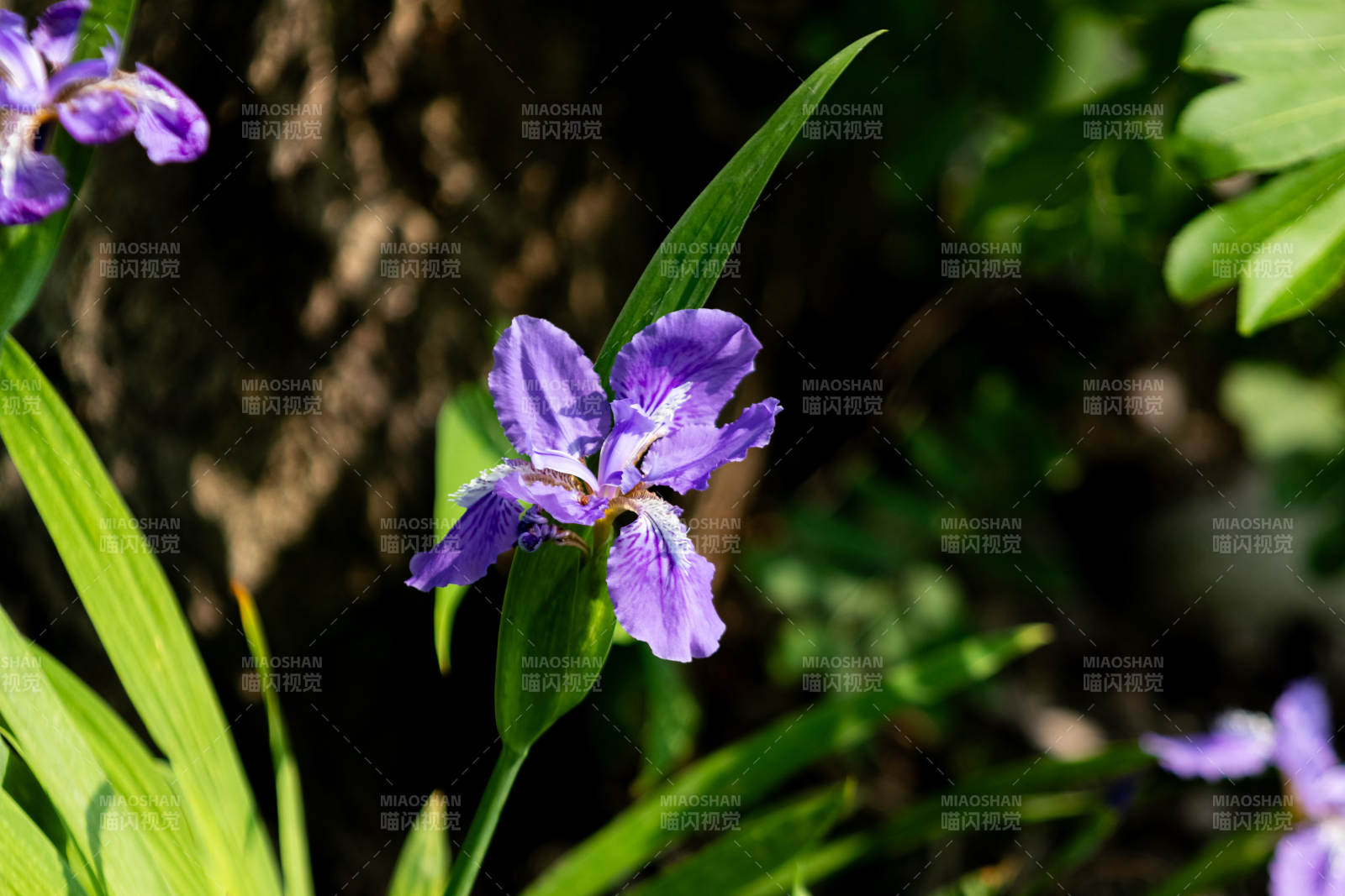 紫色鸢尾花在阳光下绽放图片