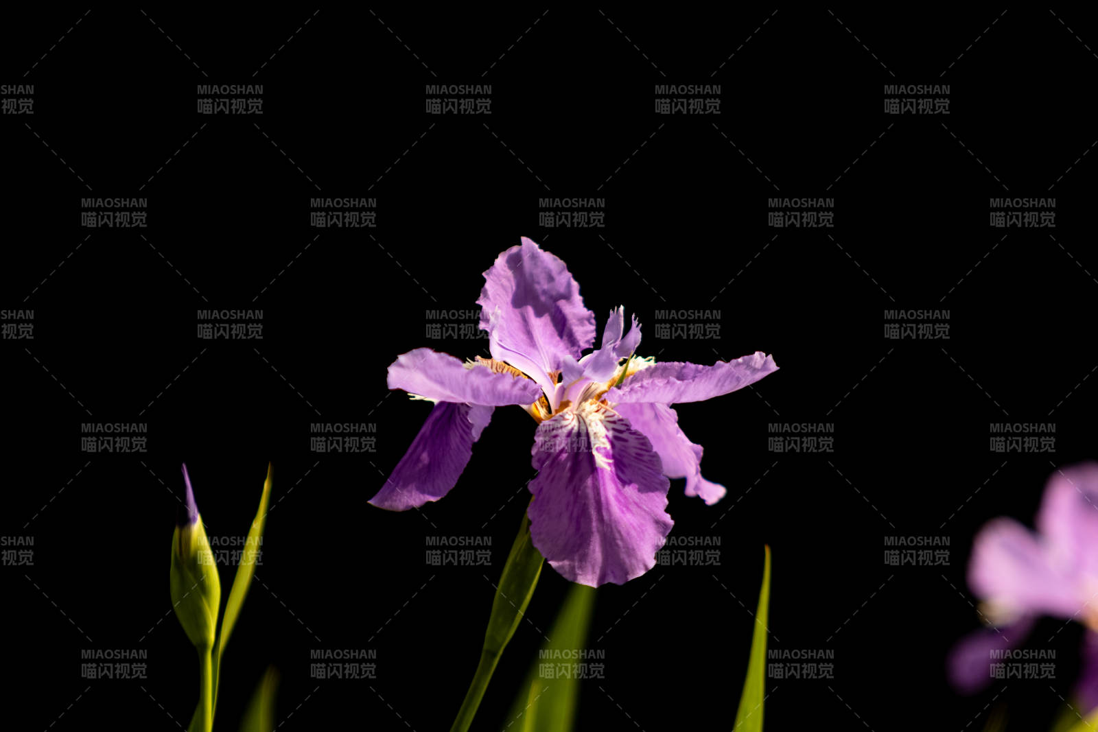 紫色鸢尾花在黑暗中绽放图片
