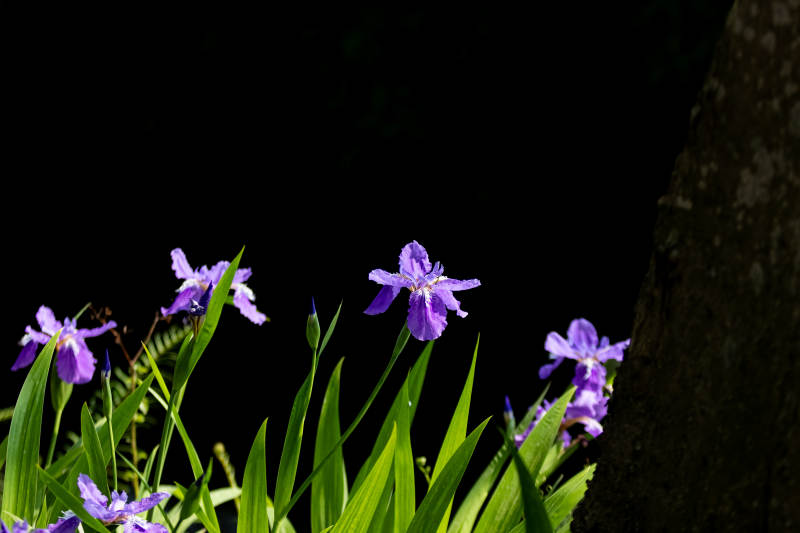 紫色鸢尾花在阳光下绽放图片