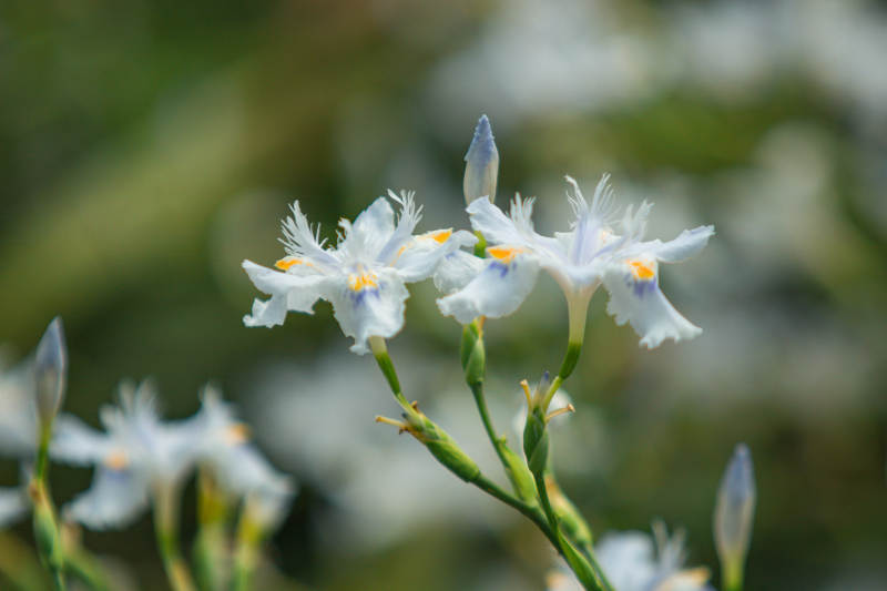 白色鸢尾花的优雅绽放图片
