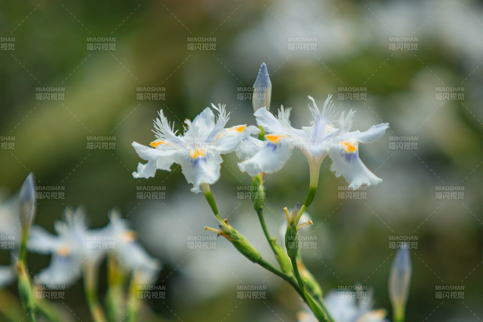 白色鸢尾花的优雅绽放图片