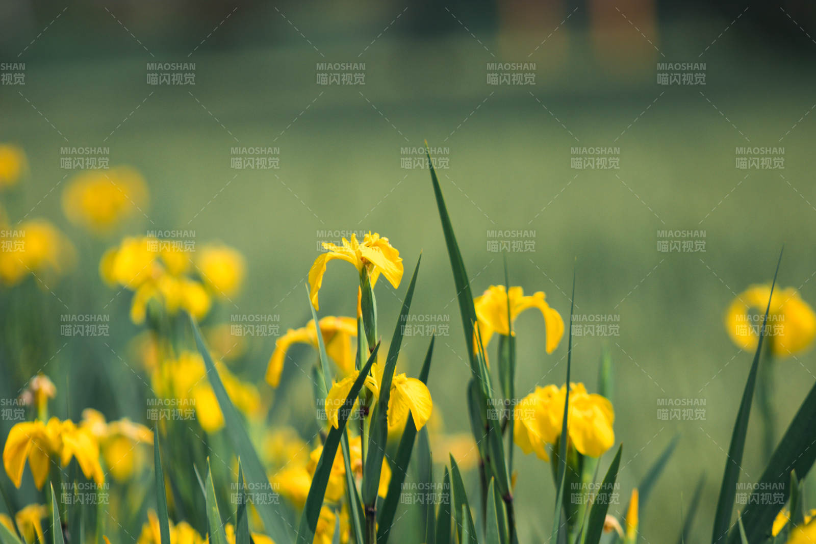 春日黄花绽放美景图片