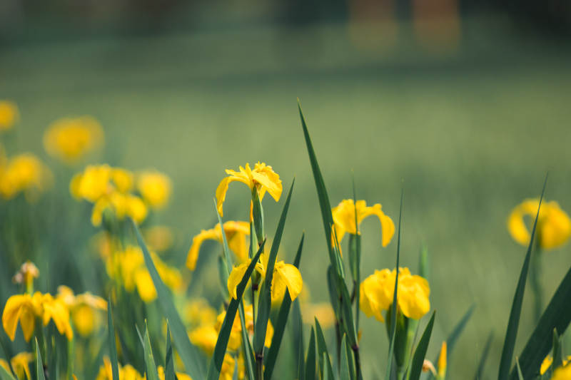 春日黄花绽放美景图片