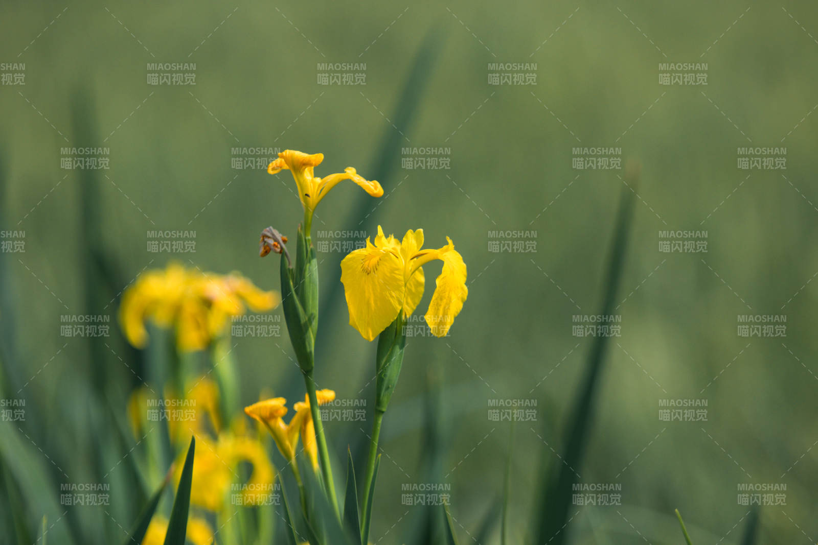 黄花盛开 绿叶相伴图片