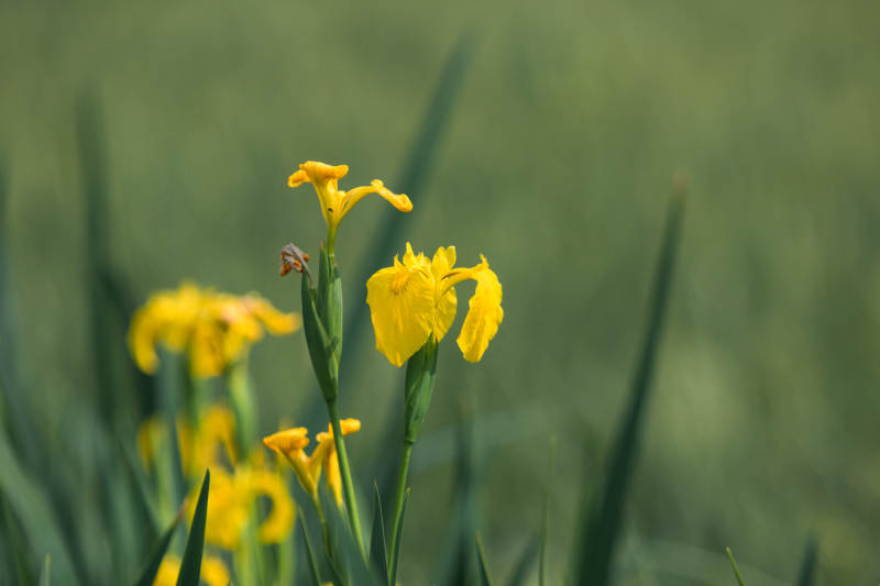 黄花盛开 绿叶相伴图片