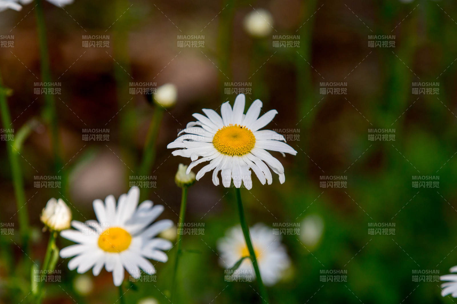 雏菊绽放 自然之美图片