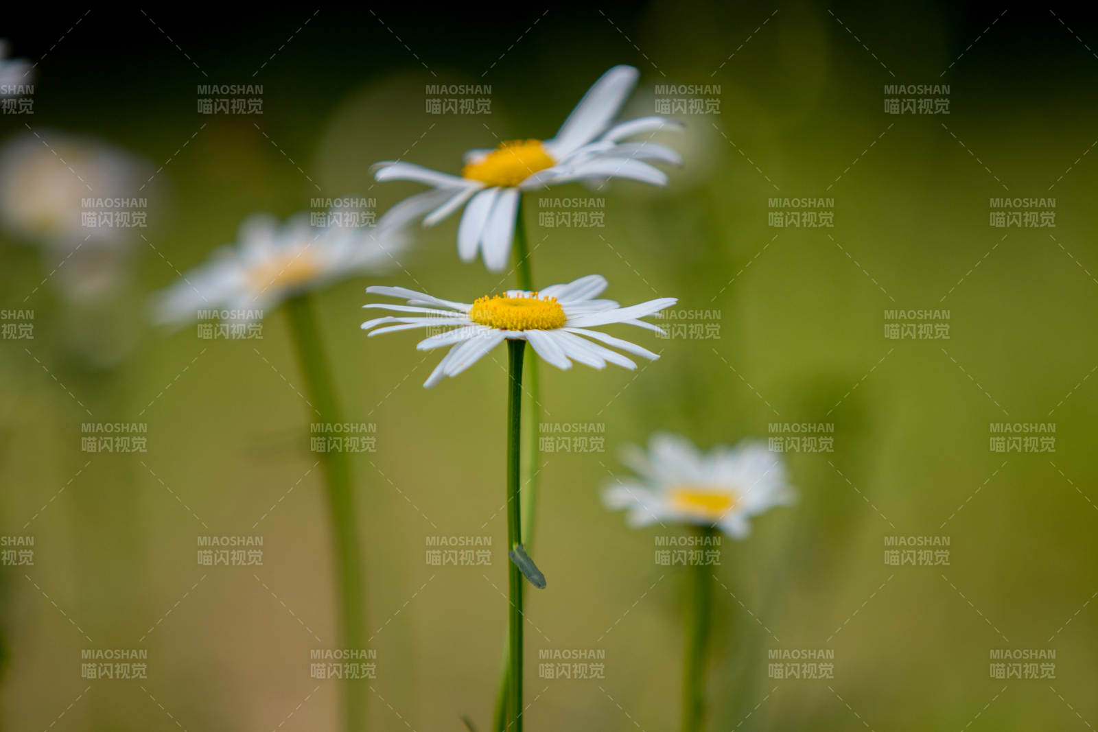 雏菊绽放 春意盎然图片