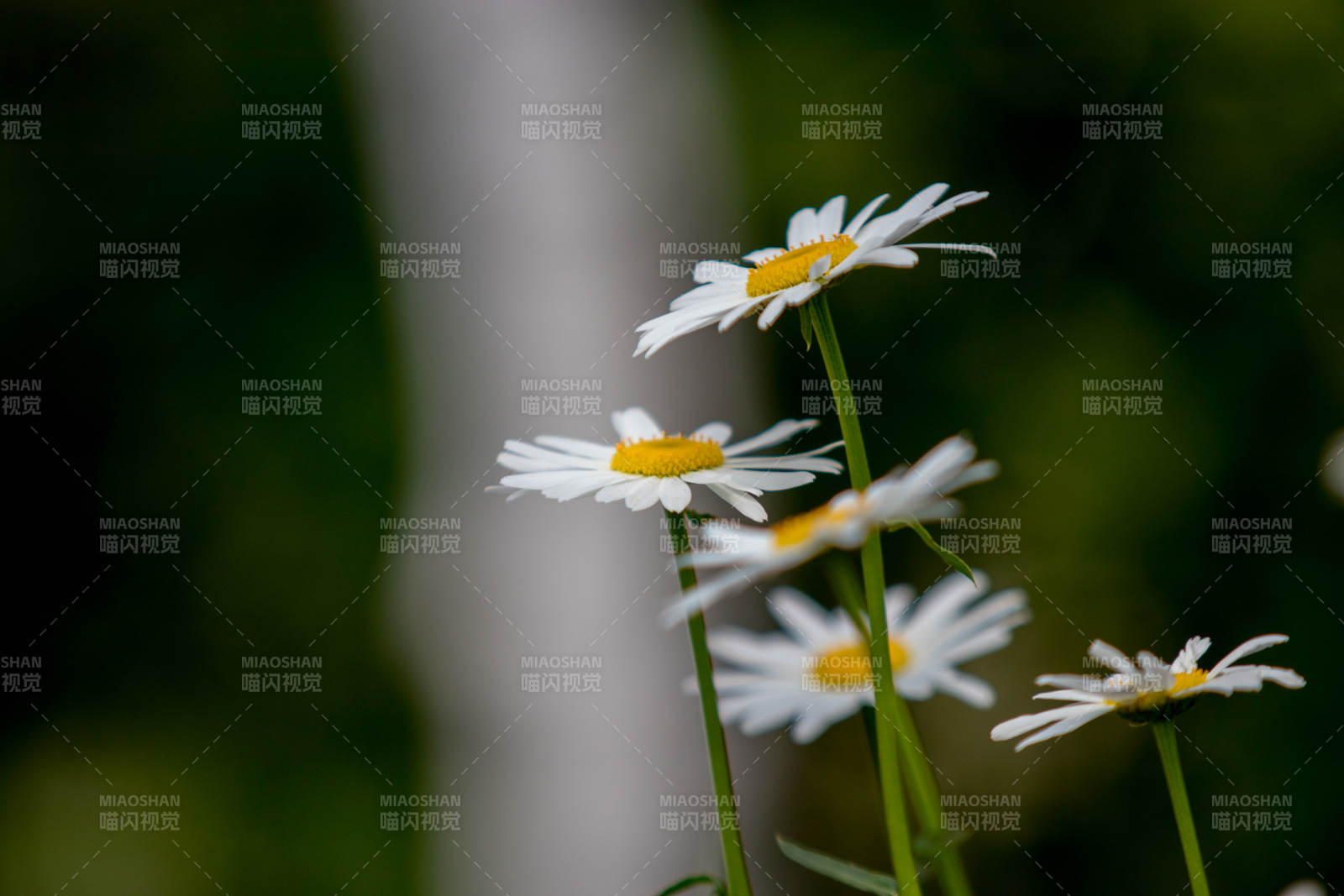 雏菊绽放 自然之美图片