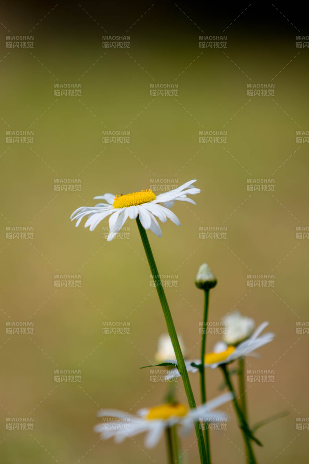 雏菊绽放 静谧田野图片