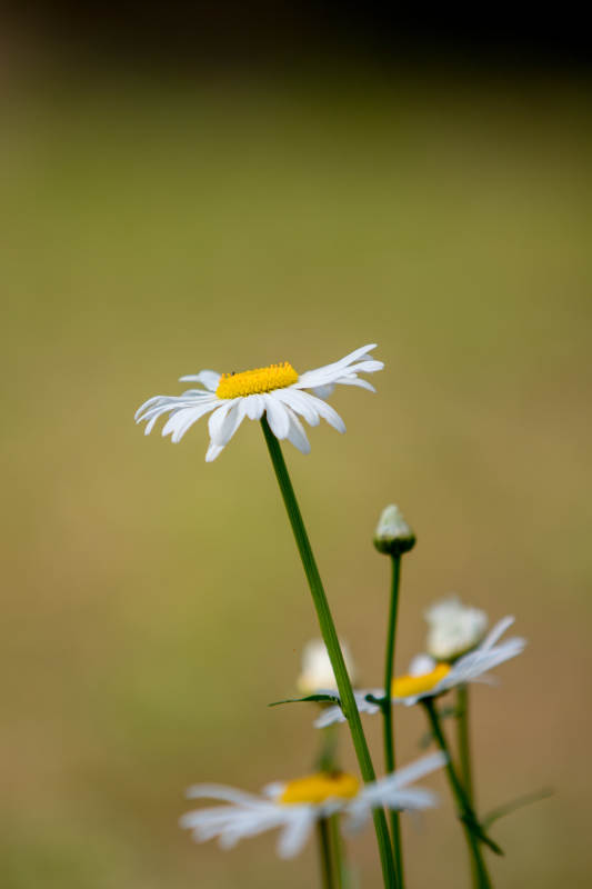 雏菊绽放 静谧田野图片