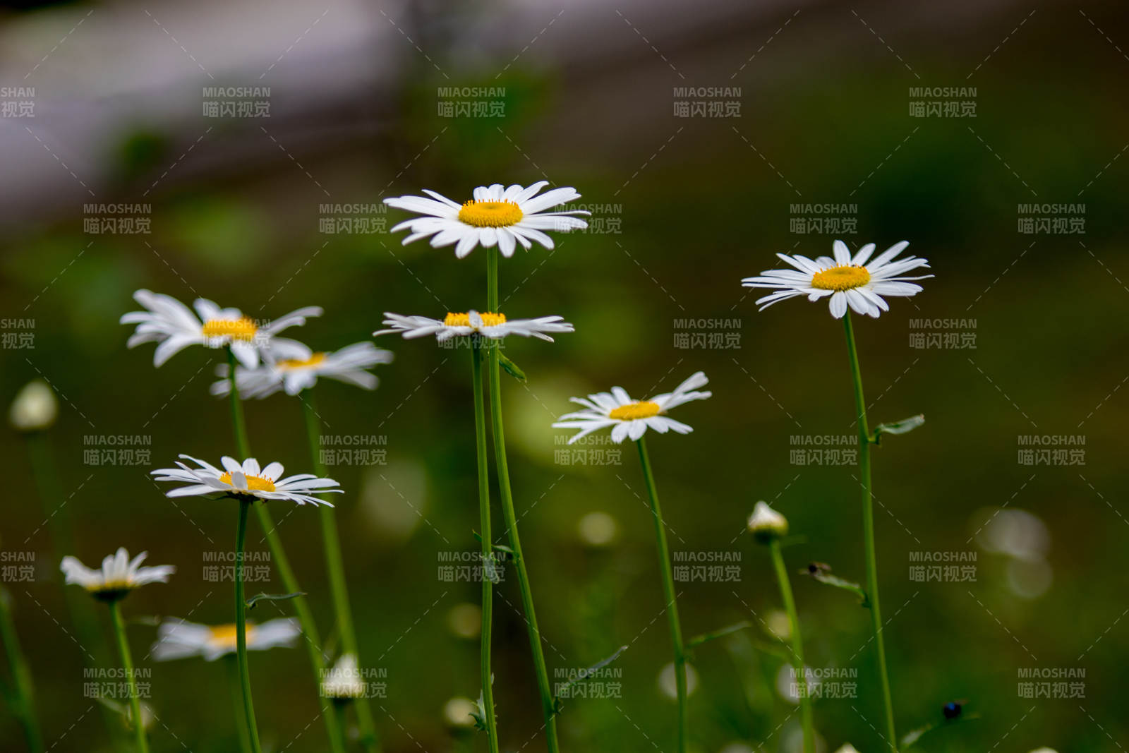 雏菊盛开 清新自然图片