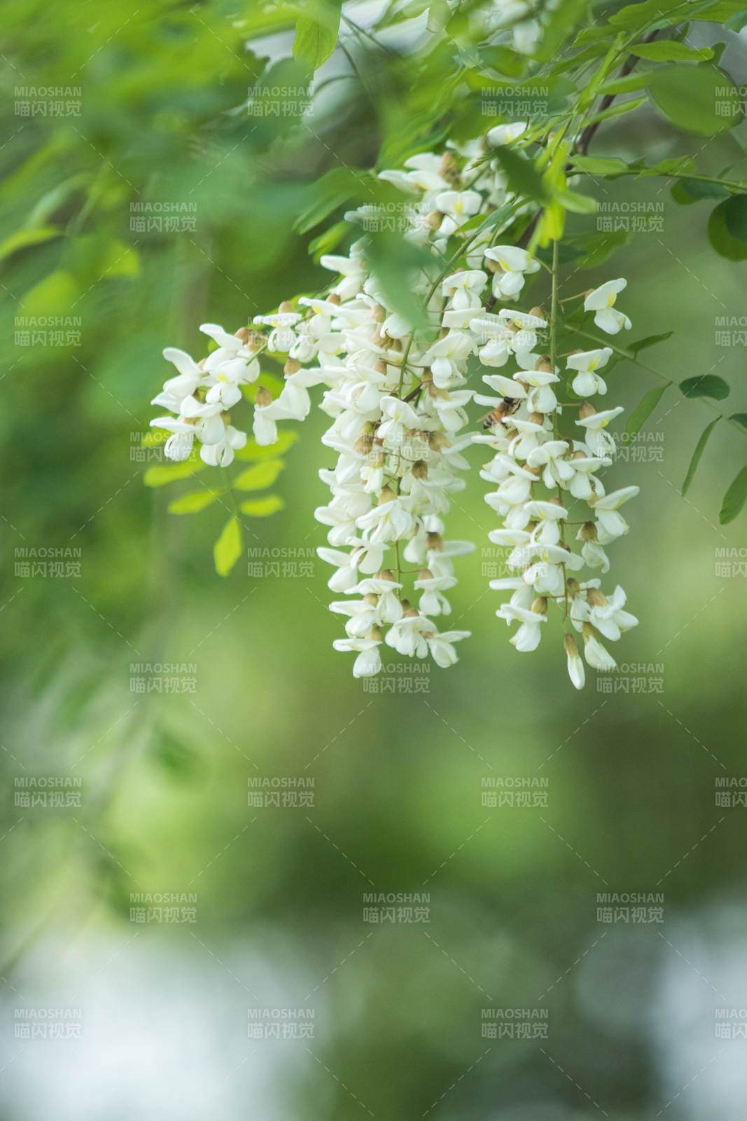 槐花绽放 绿意盎然图片