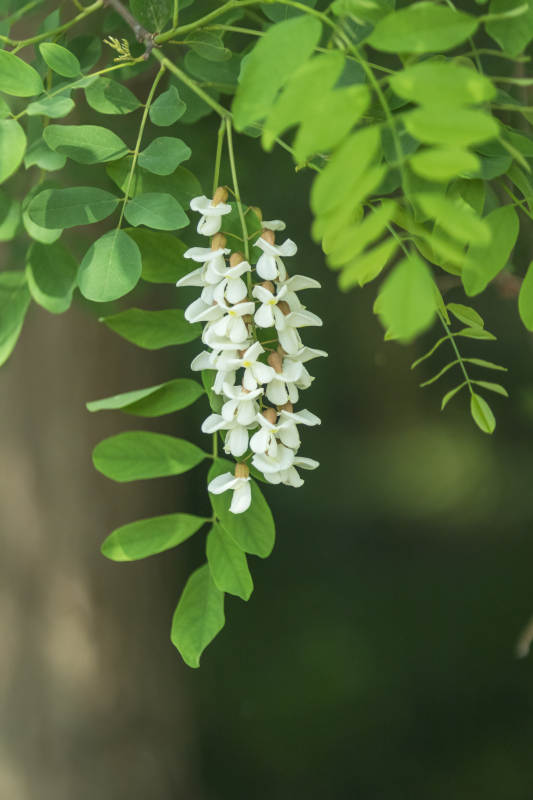 槐花绽放 绿叶相伴图片