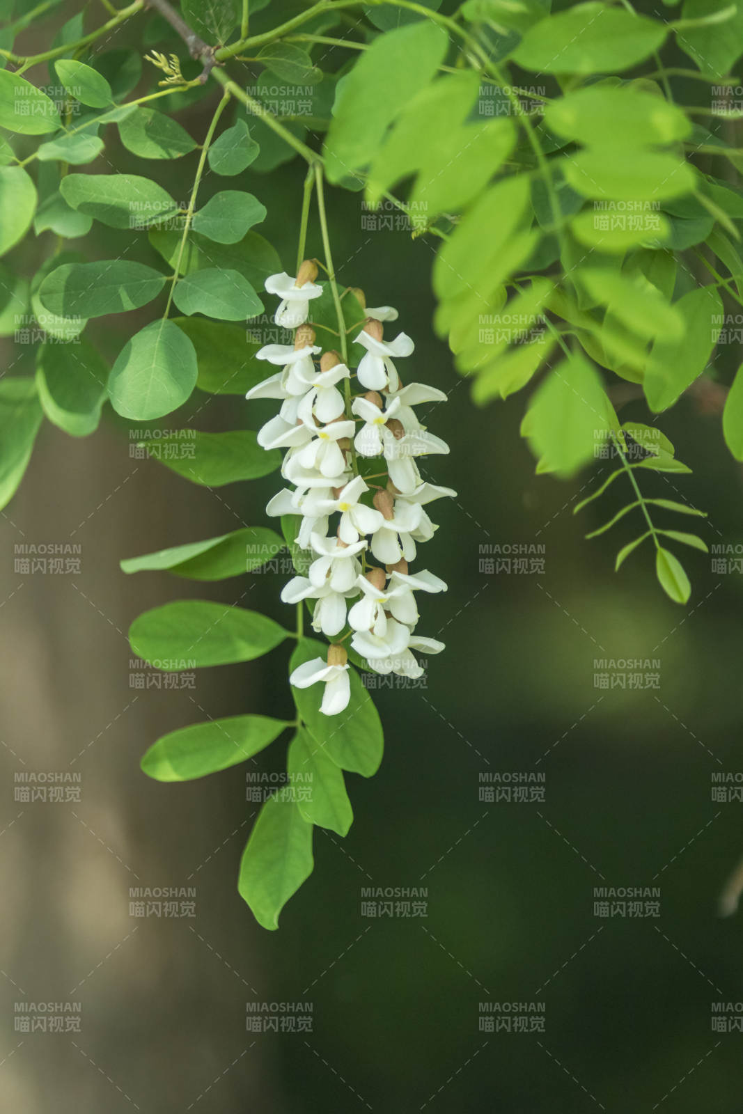 槐花绽放 绿叶相伴图片