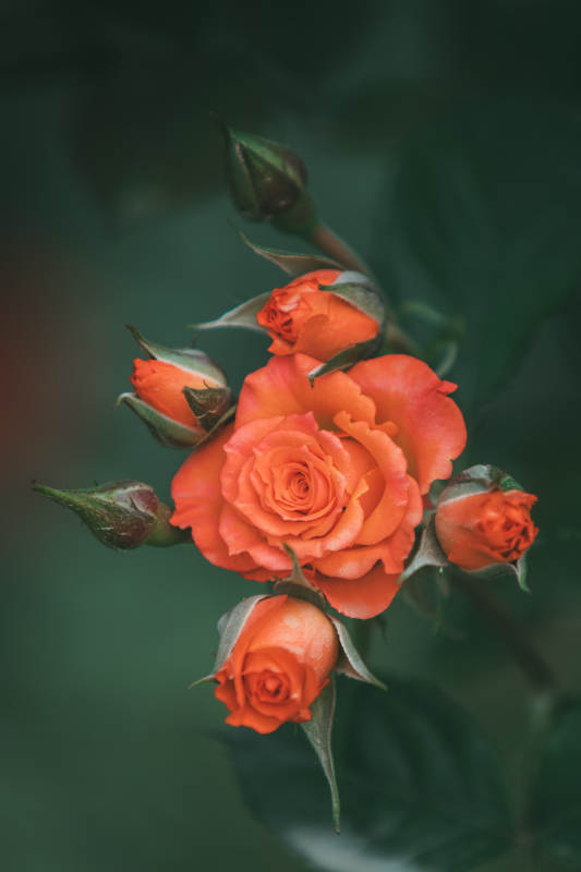 橙色月季花的绽放瞬间图片