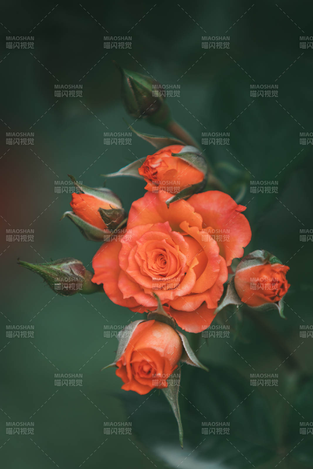 橙色月季花的绽放瞬间图片