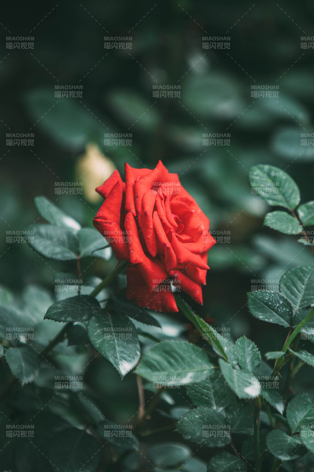 红玫瑰在绿叶中绽放图片