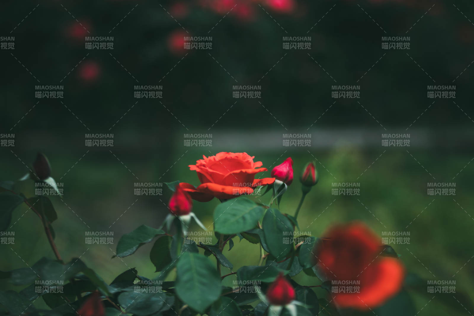 红玫瑰在绿叶中绽放图片