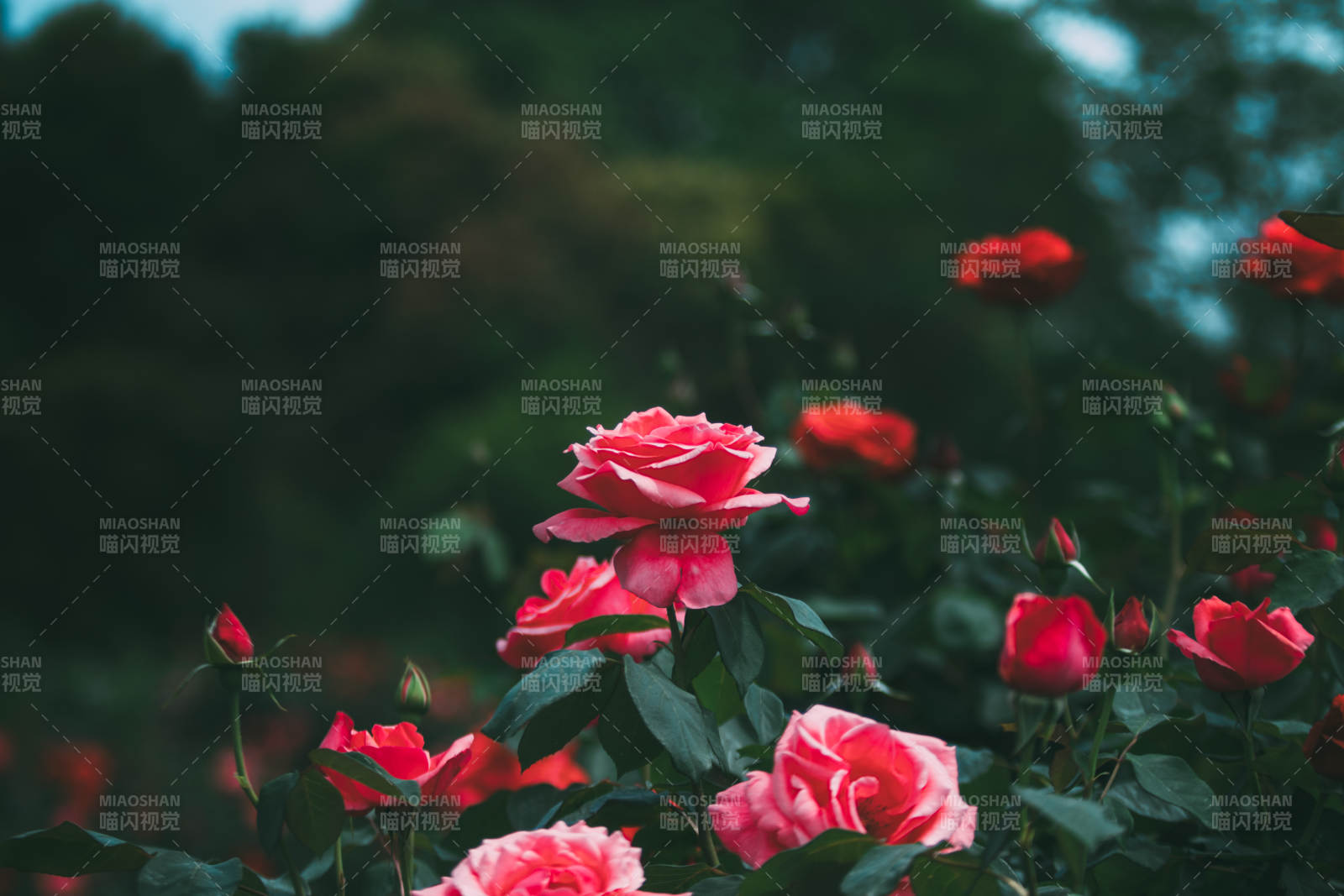 月季花花丛中的美丽瞬间图片