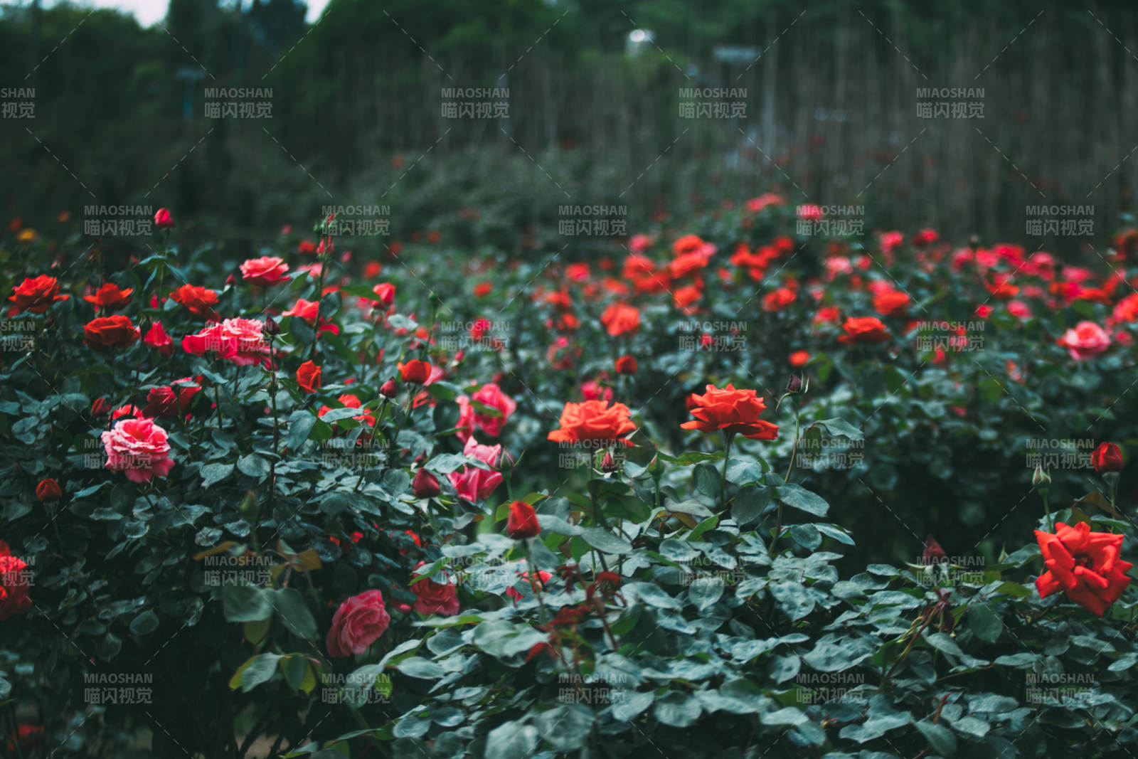 玫瑰花海 绿叶相伴图片