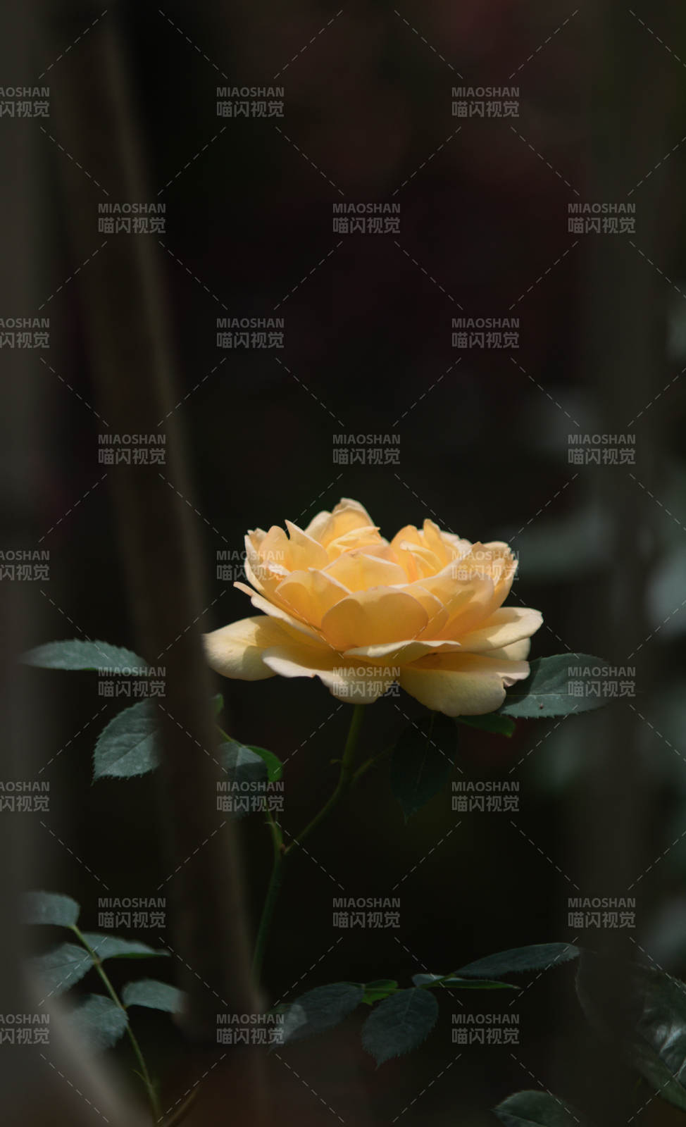 静谧黄月季花 光影中的温柔图片