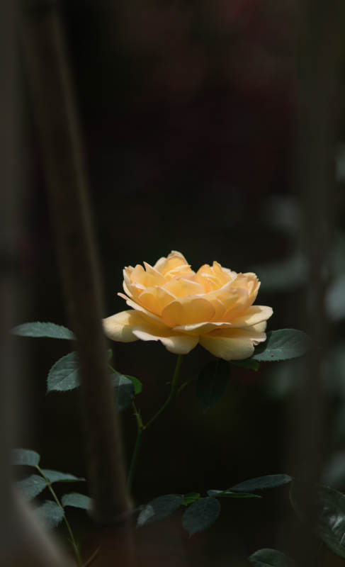 静谧黄月季花 光影中的温柔图片