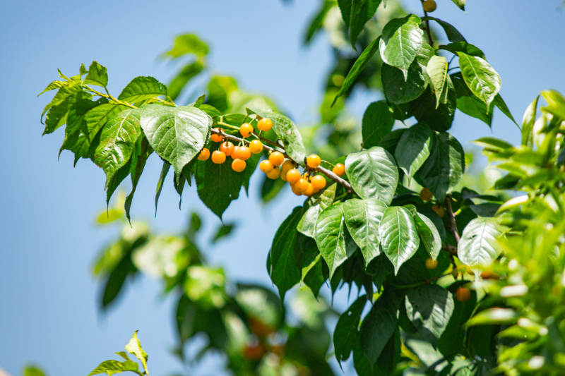 橙色果实挂枝头图片
