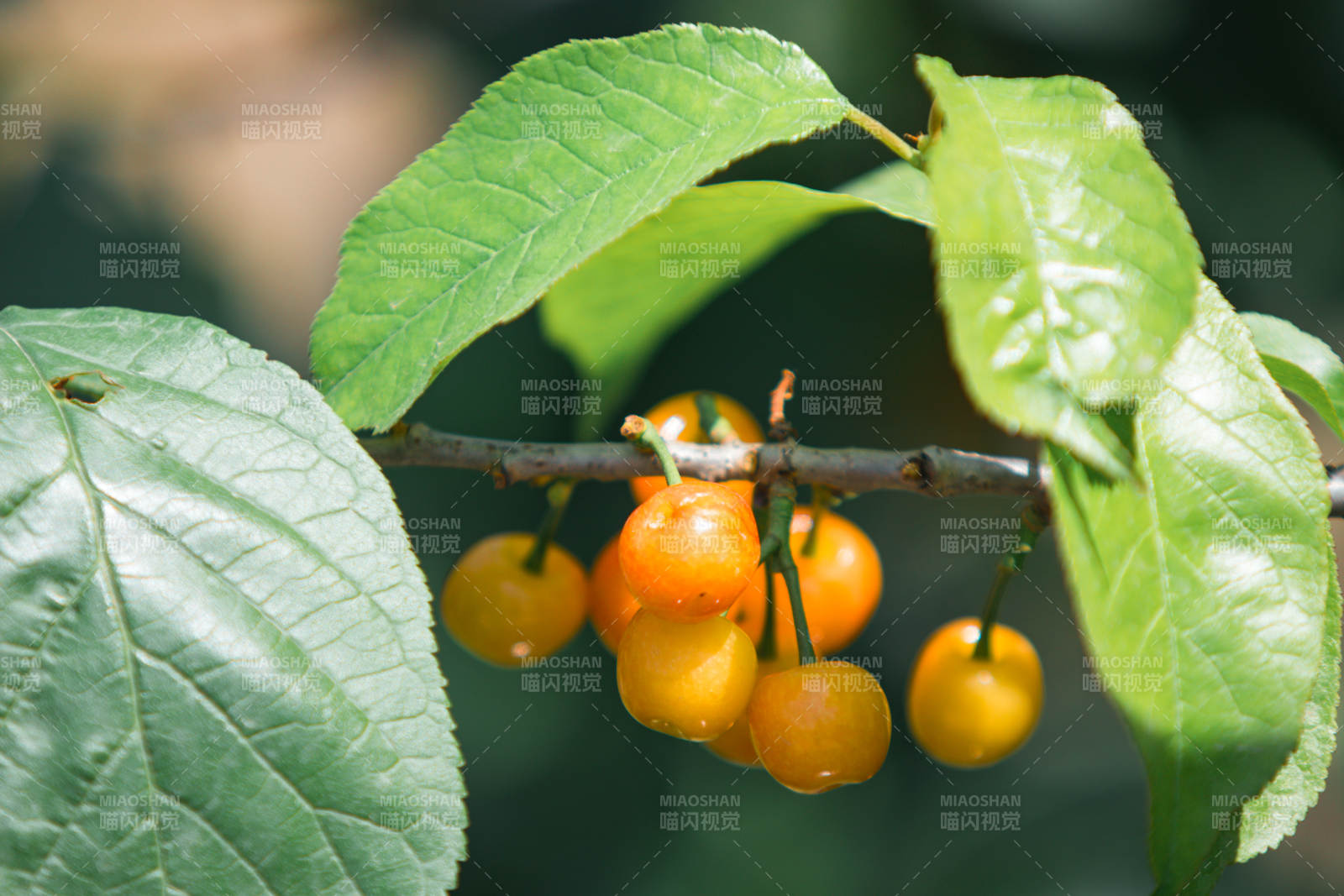 金黄樱桃挂枝头图片