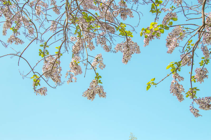 春日花开 蓝天映衬图片