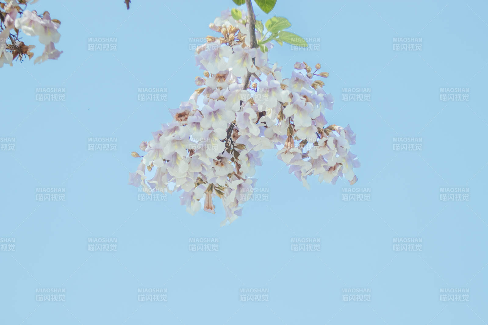 蓝天下的淡雅花枝图片