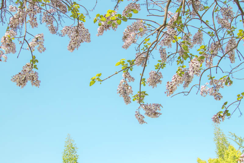 春日花开满枝头图片