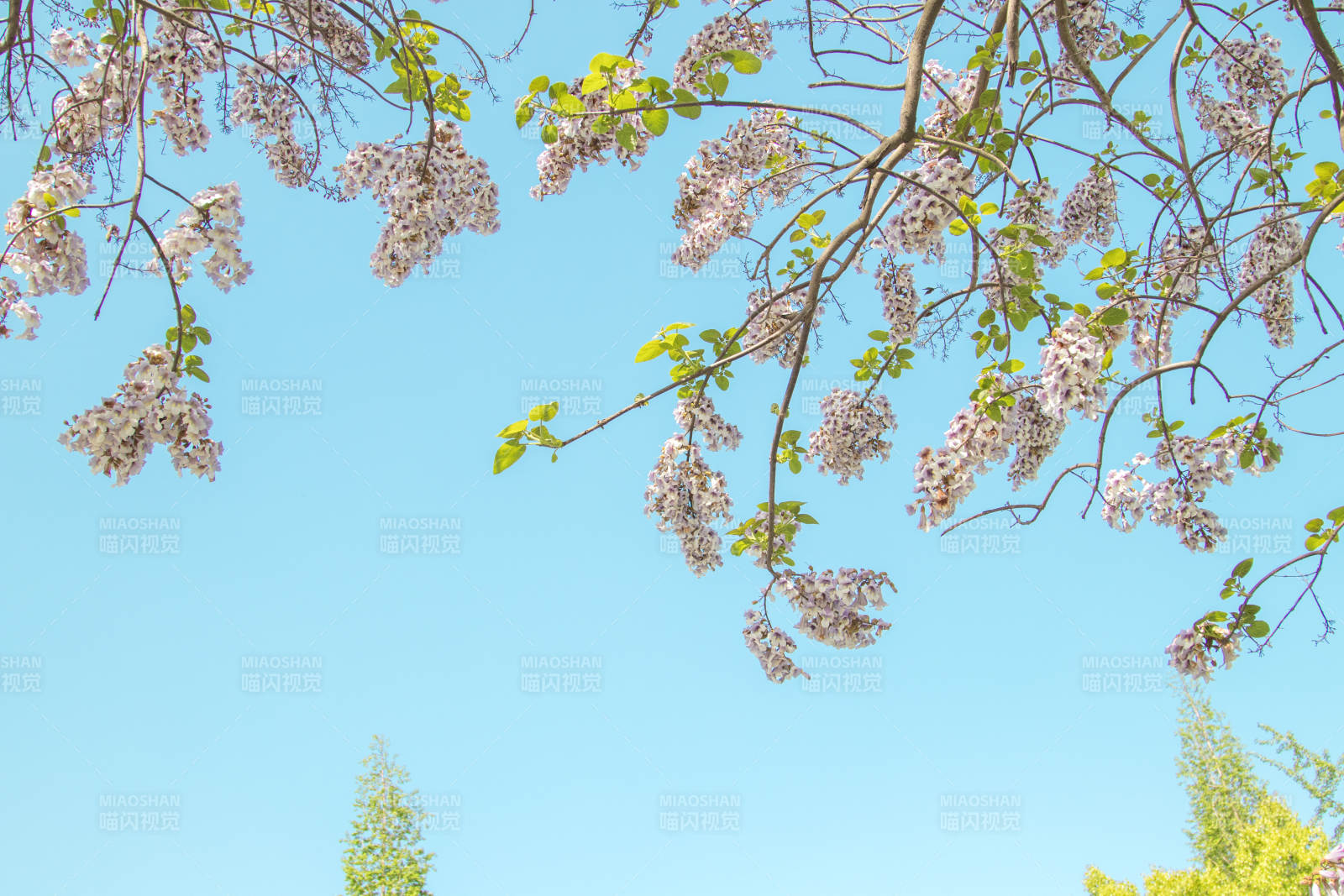 春日花开满枝头图片