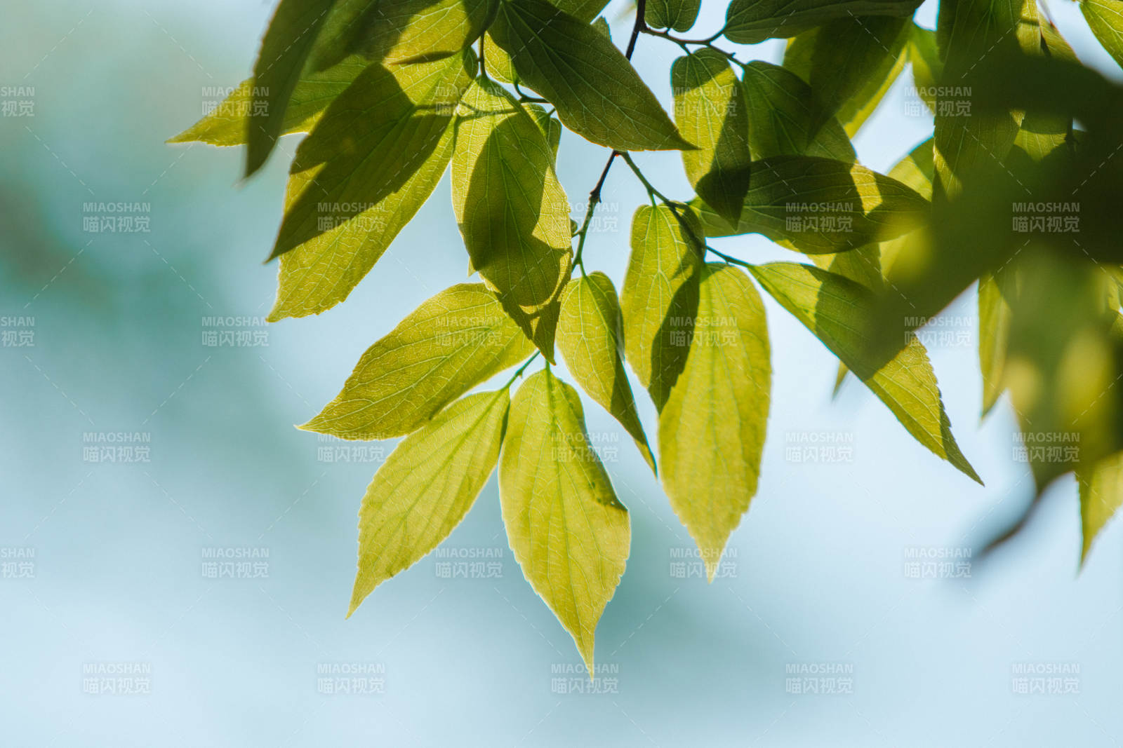 阳光下的绿叶特写图片