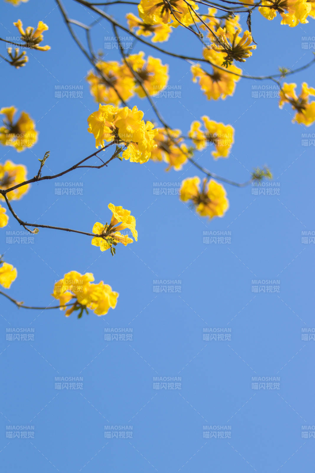 蓝天下的黄色花朵图片