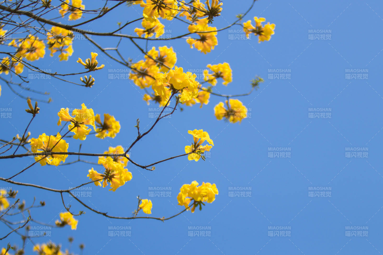 蓝天下的黄色花朵图片