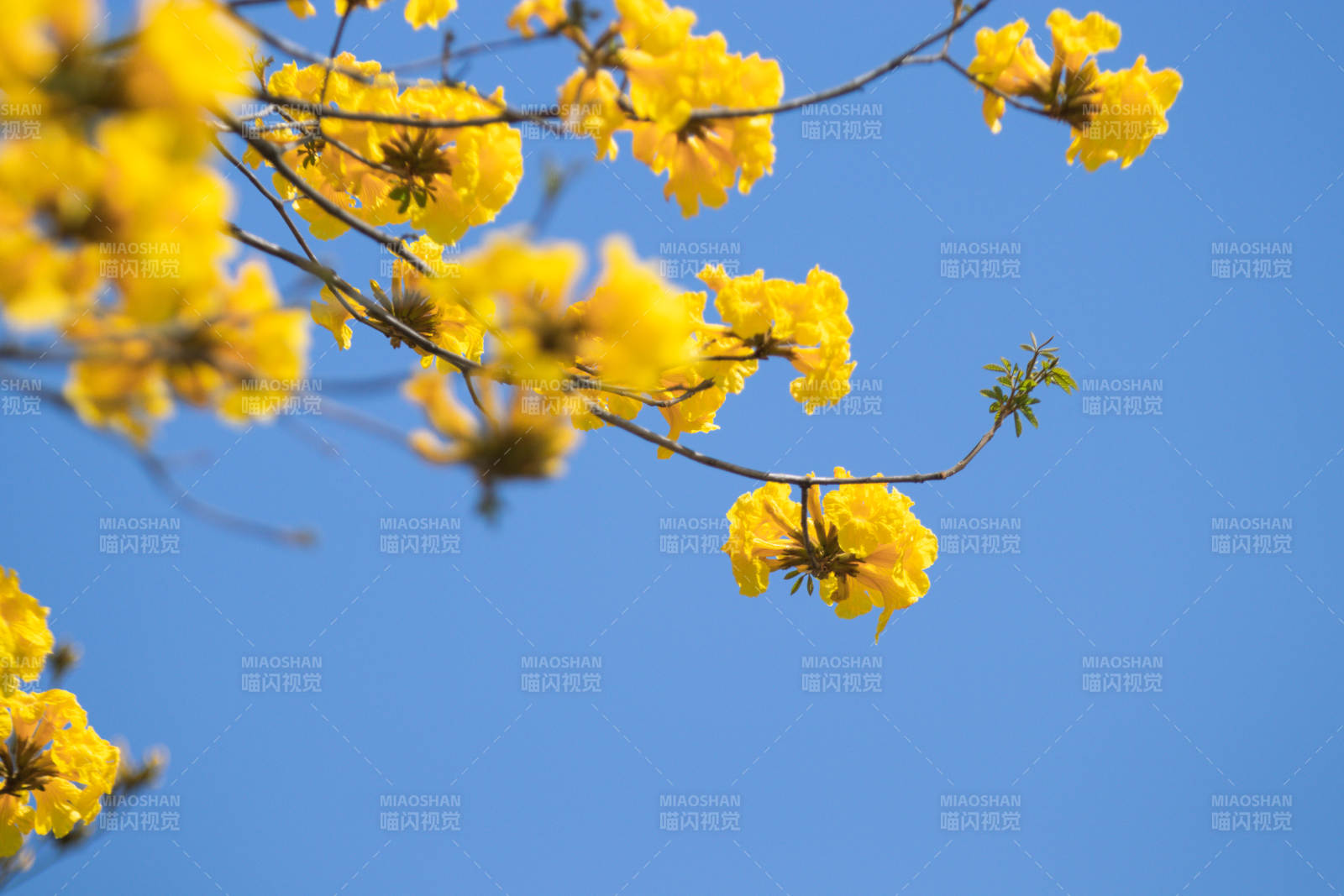 蓝天下的黄色花朵图片