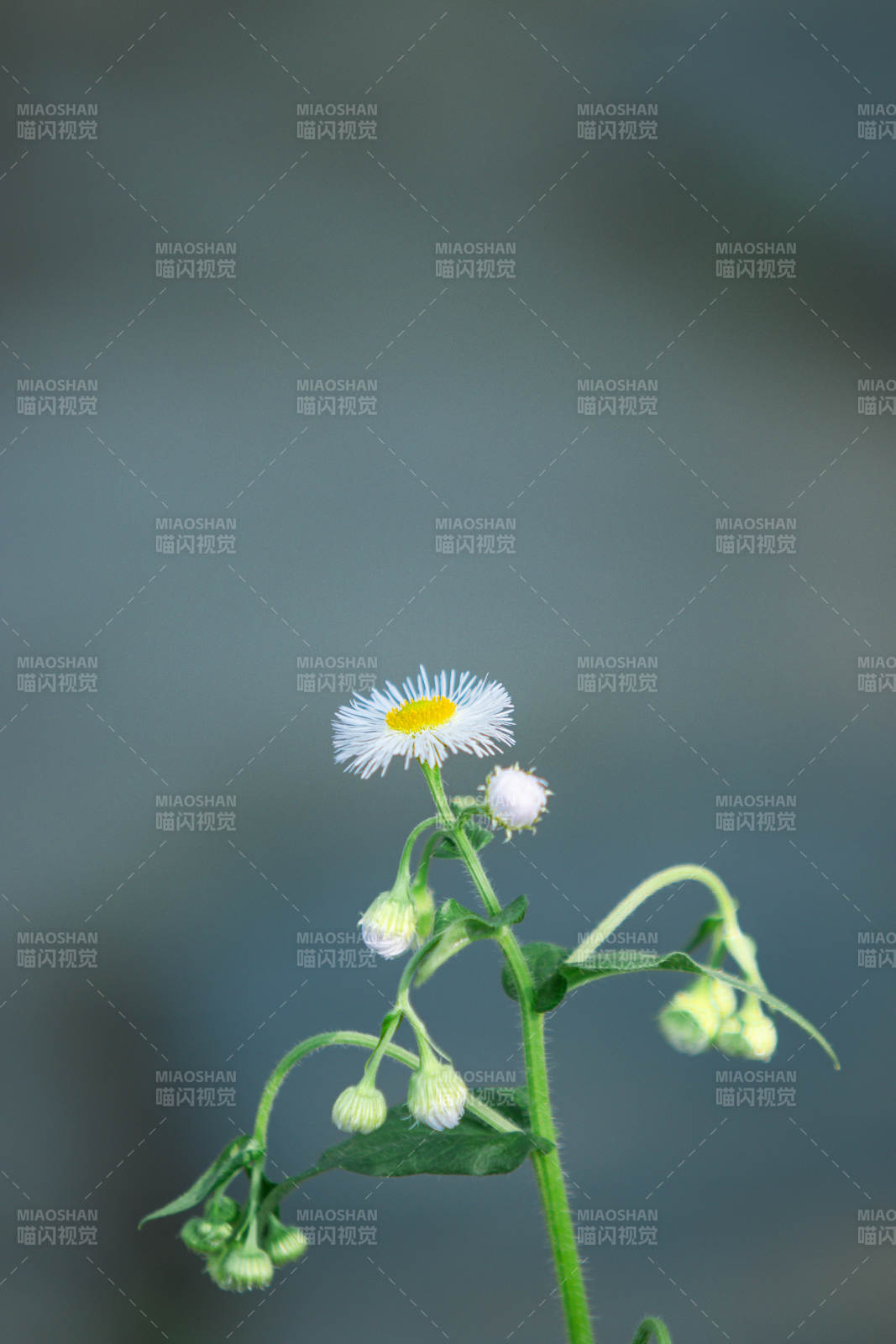 野菊绽放 静谧之美图片