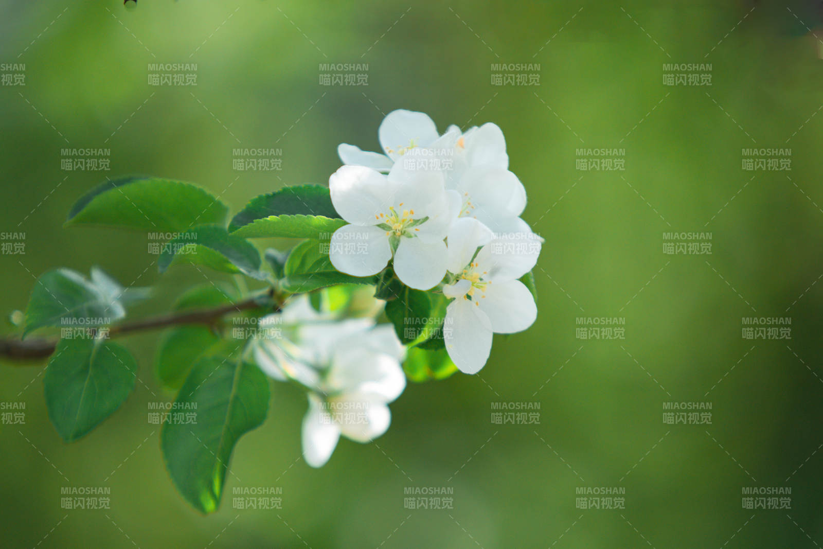 春日白花绽放枝头图片
