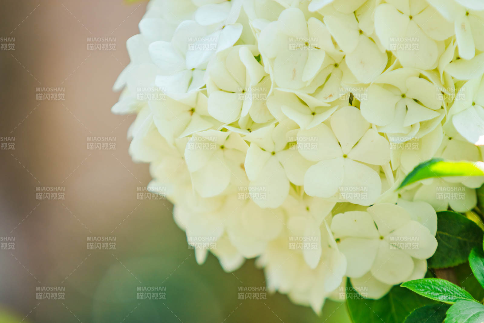 白色绣球花的细腻之美图片