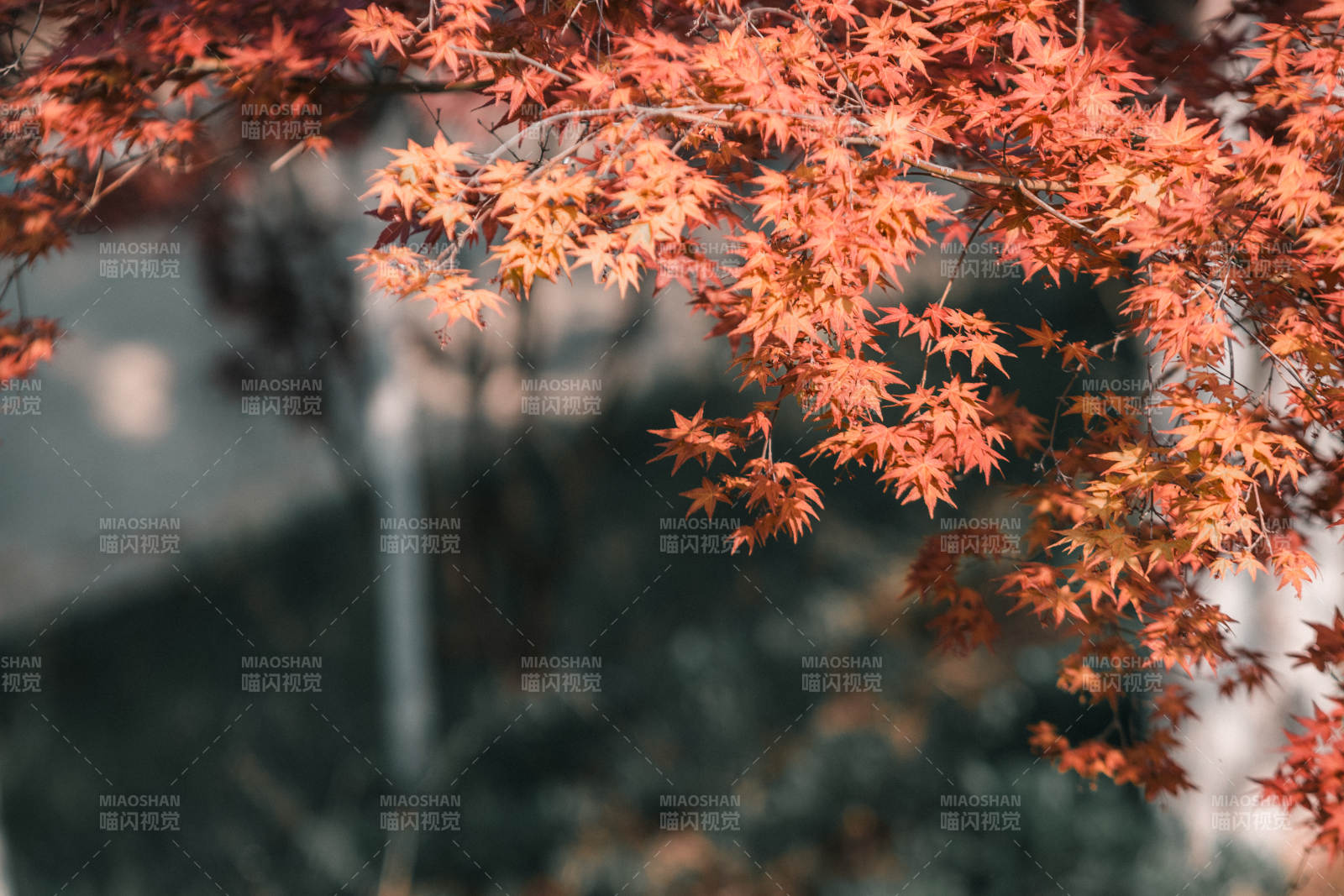 秋日红叶映水景图片