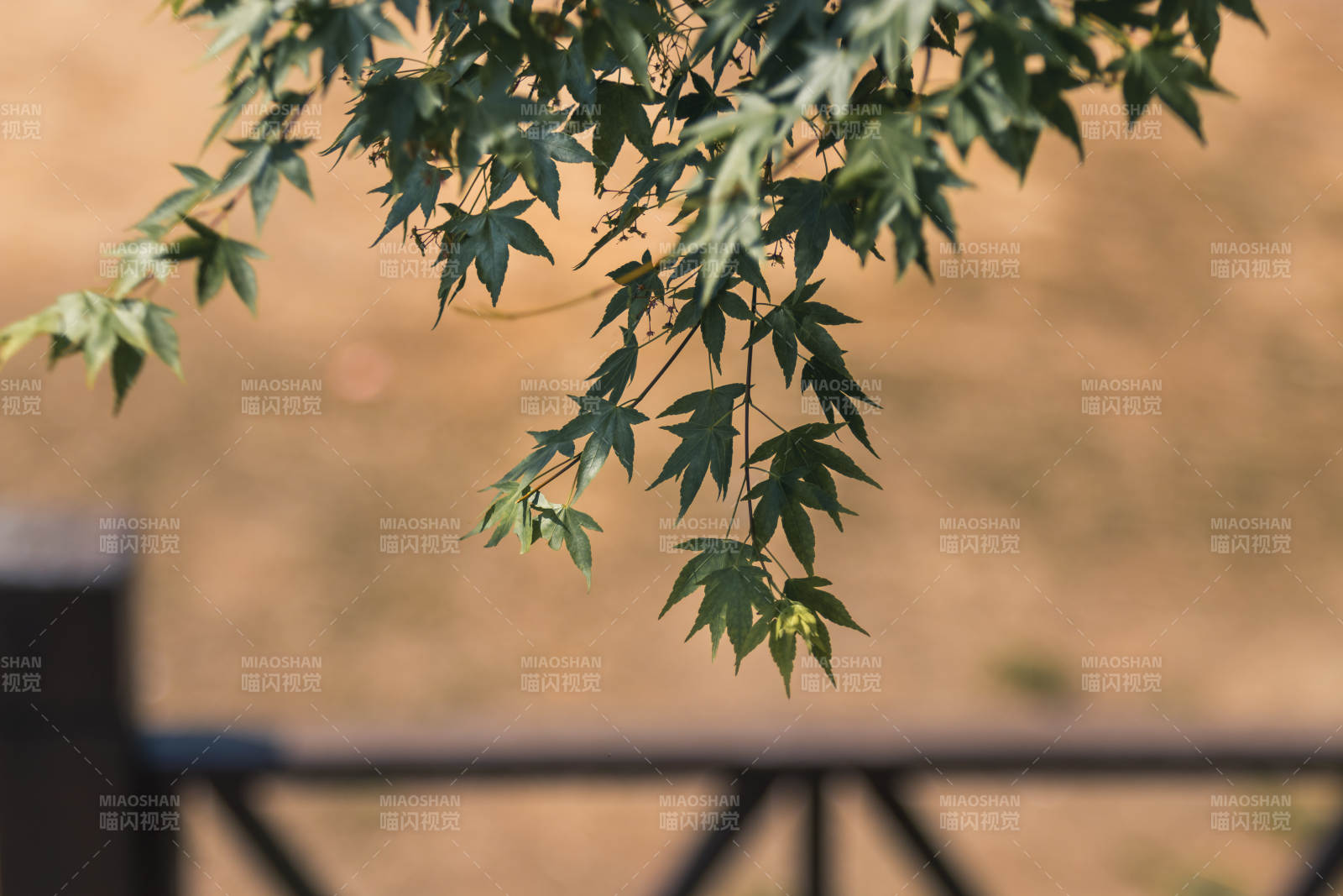 绿叶枝头 秋风轻拂图片